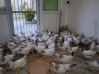 Chickens — foto 4