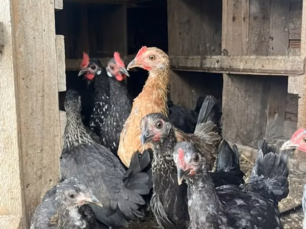 Chickens