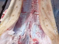 公猪, Pigs — 照片 1