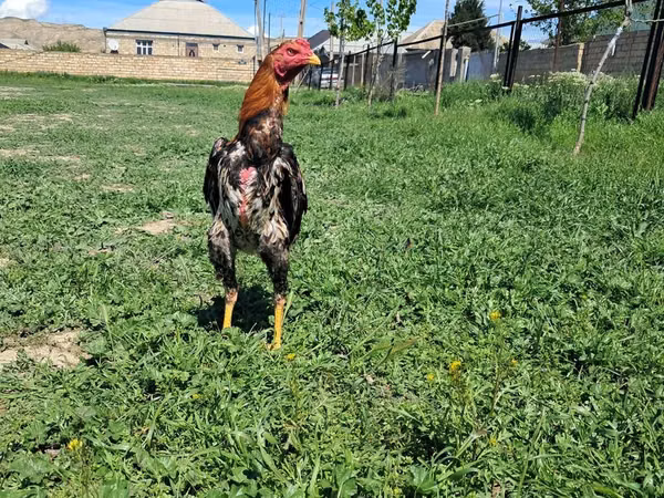 Chickens