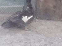 Ducks — zdjęcie 4