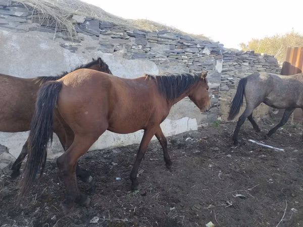 Pferde (Partie, Geschlecht nicht angegeben), Horse breed