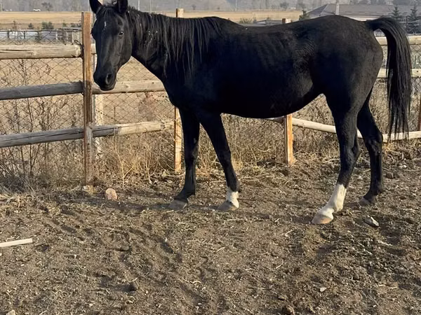 母马, Russian Don