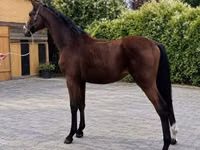 Caballo, Caballos — foto 5
