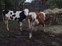 Krava, Simmental cattle — foto 3