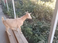 Goat, Goats — photo 2