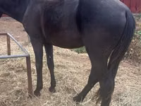 Kůň, Kazakh horse — foto 3