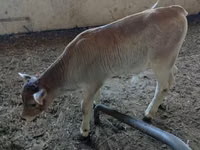 ხარი, Swiss cattle — ფოტო 3