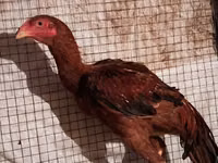 Chickens — Foto 2