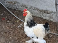 Brahma — foto 2