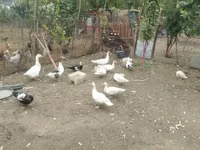 Ducks — photo 7