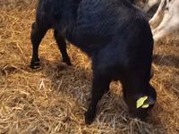 Boğa, Simmental cattle — foto 6
