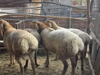 公羊, Arashan sheep — 照片 1