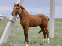 At, Budyonny horse — foto 1