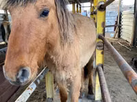 Cavalo, Jabe — foto 6