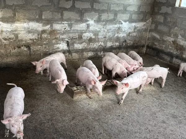 Knur, Świnie