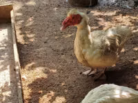 Niemiecki Pekin — zdjęcie 2