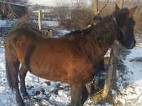 Jument, Chevaux — photo 2