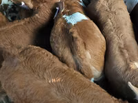 Býk, Simmental cattle — foto 6