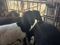 كبش, Rhon sheep — الصورة 6