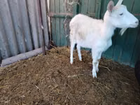 Chèvre, Pomellata goat — photo 8