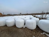 Սիլոս կուկուռուզի, Գարու սալոմ — الصورة 2