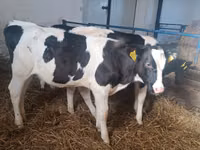 雌牛, Russian Black pied cattle — 写真 6