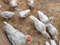 Ducks — foto 1
