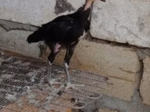 Širokoprsý bílý