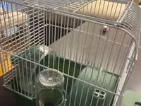 Hamster ucun qefes satilir, elave oyuncaqlar da var. Icini deyismek — الصورة 1