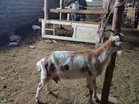 Kozioł, Nubian Goat — zdjęcie 3