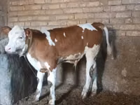 Toro, Simmental cattle — foto 2
