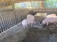 Sow, Pigs — photo 7