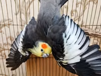 Qefessiz 60anat Nimfa (Cockatiel) cütü Məhsulun tərkibi: - 2 ədəd — foto 1