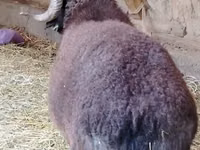 公羊, Blackheaded Persian sheep — 照片 2