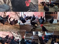 Chickens — الصورة 2