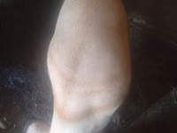 خنزيرة, الخنازير — الصورة 3
