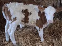காளை, Simmental cattle — புகைப்படம் 3
