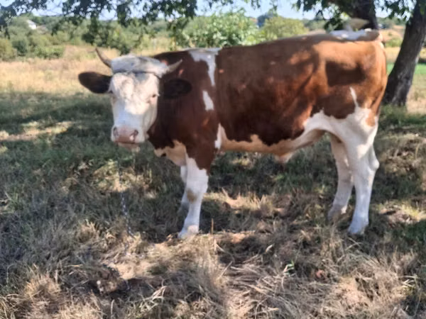 Boğa, Simmental cattle