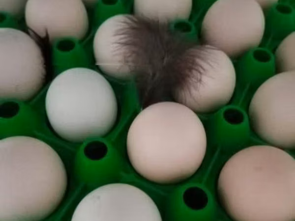 Chickens