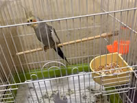 Nimfa (Cockatiel) və qəfəs dəsti - Quş: Nimfa (saqqallı tutuquşu) – — foto 3