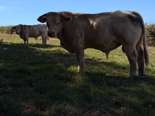 Buqa, Simmental cattle