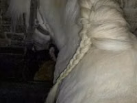 Aygʻir, Shetland Pony — 1-rasm