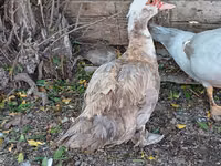 Ducks — الصورة 3