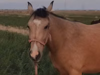 Mare, Horses — photo 4