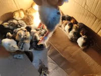 Chickens — foto 1