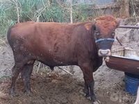 Boğa, Sığır — foto 3