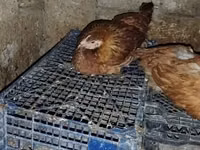 Chickens — 3-сурет
