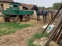 Айғыр, Lipizzaner — 4-сурет