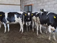 İnek, Holstein ırkı — foto 5